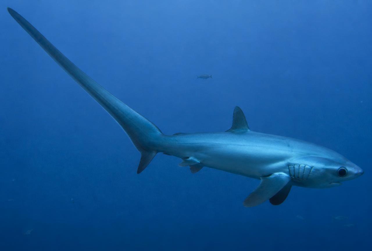 Pelagic thresher sharks — diving at Malapascua